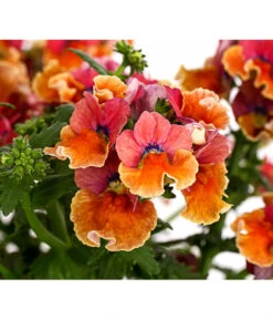 Elfenspiegel, Verschiedene Sorten 29 Elfenspiegel, Verschiedene Sorten -Garten Umfassend Geschäft 8815888 PR DE 003 NemesiaElfenspiegelT11DehnerExpressHerzig