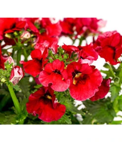 Elfenspiegel, Verschiedene Sorten 26 Elfenspiegel, Verschiedene Sorten -Garten Umfassend Geschäft 8815888 PR DE 004 NemesiaElfenspiegelT11DehnerExpressHerzig