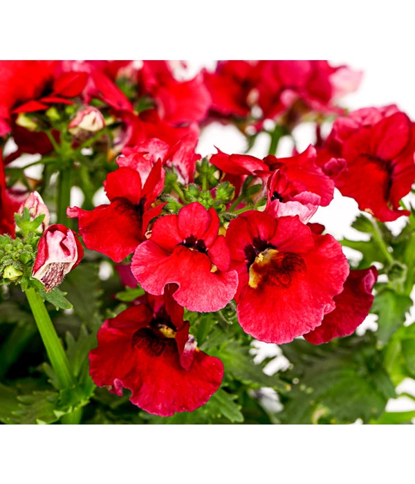 Elfenspiegel, Verschiedene Sorten 13 Elfenspiegel, Verschiedene Sorten – Bild 11