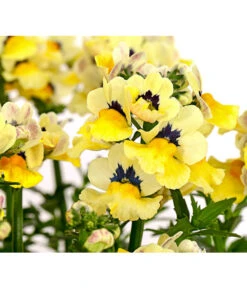 Elfenspiegel, Verschiedene Sorten 28 Elfenspiegel, Verschiedene Sorten -Garten Umfassend Geschäft 8815888 PR DE 005 NemesiaElfenspiegelT11DehnerExpressHerzig