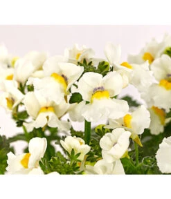 Elfenspiegel, Verschiedene Sorten 27 Elfenspiegel, Verschiedene Sorten -Garten Umfassend Geschäft 8815888 PR DE 006 NemesiaElfenspiegelT11DehnerExpressHerzig