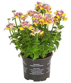 Elfenspiegel, Verschiedene Sorten 21 Elfenspiegel, Verschiedene Sorten -Garten Umfassend Geschäft 8815888 PR FS 001 NemesiaElfenspiegelT11DehnerExpressHerzig