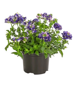 Elfenspiegel, Verschiedene Sorten 20 Elfenspiegel, Verschiedene Sorten -Garten Umfassend Geschäft 8815888 PR FS 002 NemesiaElfenspiegelT11DehnerExpressHerzig