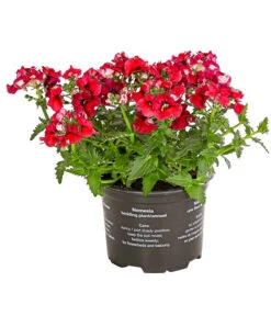 Elfenspiegel, Verschiedene Sorten 19 Elfenspiegel, Verschiedene Sorten -Garten Umfassend Geschäft 8815888 PR FS 004 NemesiaElfenspiegelT11DehnerExpressHerzig