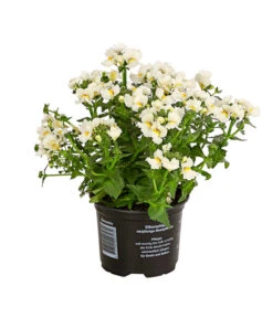 Elfenspiegel, Verschiedene Sorten 18 Elfenspiegel, Verschiedene Sorten -Garten Umfassend Geschäft 8815888 PR FS 006 NemesiaElfenspiegelT11DehnerExpressHerzig