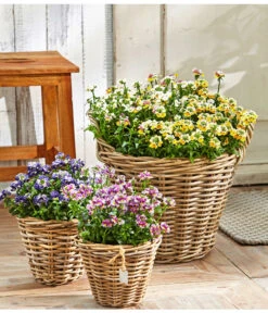 Elfenspiegel, Verschiedene Sorten 22 Elfenspiegel, Verschiedene Sorten -Garten Umfassend Geschäft 8815888 PR MO 001 NemesiaBL18NeuUveSauer