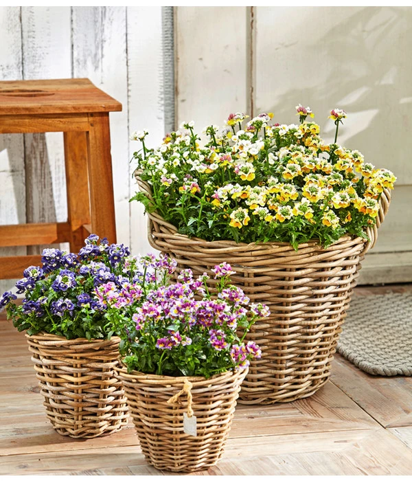 Elfenspiegel, Verschiedene Sorten 9 Elfenspiegel, Verschiedene Sorten – Bild 7