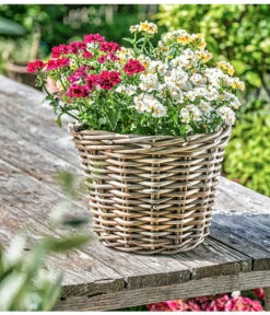 Elfenspiegel, Verschiedene Sorten 23 Elfenspiegel, Verschiedene Sorten -Garten Umfassend Geschäft 8815888 PR MO 014 NemesiaElfenspiegelherzig