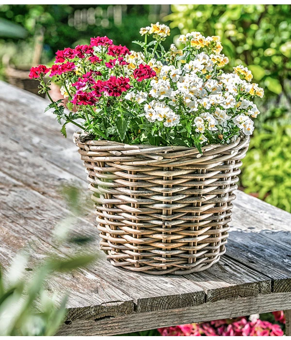 Elfenspiegel, Verschiedene Sorten 10 Elfenspiegel, Verschiedene Sorten – Bild 8