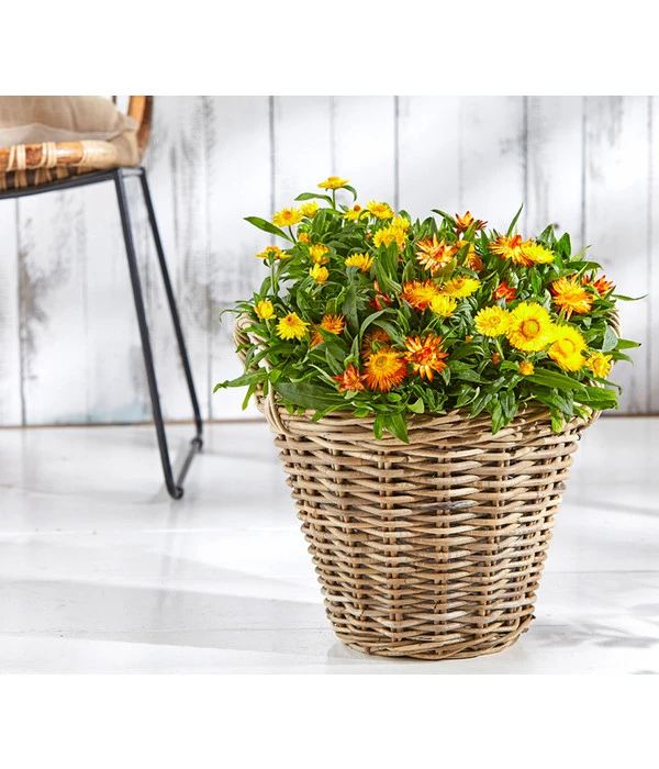 XXL Strohblume 4 XXL Strohblume – Bild 2