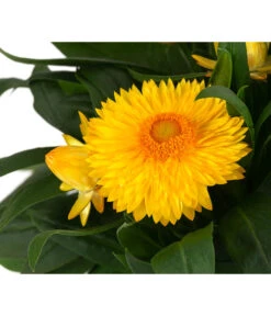 XXL Strohblume 9 XXL Strohblume -Garten Umfassend Geschäft 8819765 WE DE 002 Strohblume