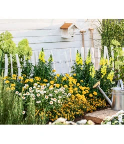 XXL Strohblume 8 XXL Strohblume -Garten Umfassend Geschäft 8819765 WE MO 004 StrohblumeT12