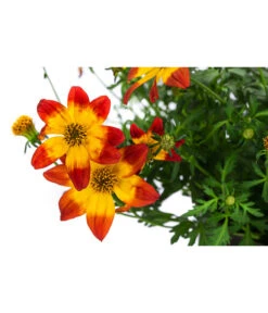 Goldmarie Im Pottburri®-Topf 5 Goldmarie Im Pottburri®-Topf -Garten Umfassend Geschäft 8820722 WE DE 001 GoldmariePotburriT13