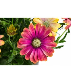 Kapkörbchen Im Pottburri®-Topf, Verschiedene Sorten 11 Kapkörbchen Im Pottburri®-Topf, Verschiedene Sorten -Garten Umfassend Geschäft 8820763 WE DE 001 KapkoerbchenMixT13