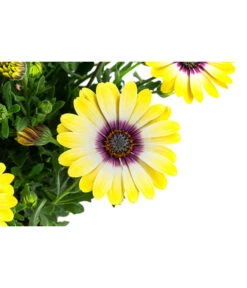 Kapkörbchen Im Pottburri®-Topf, Verschiedene Sorten 12 Kapkörbchen Im Pottburri®-Topf, Verschiedene Sorten -Garten Umfassend Geschäft 8820763 WE DE 002 KapkoerbchenMixT13