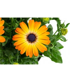 Kapkörbchen Im Pottburri®-Topf, Verschiedene Sorten 13 Kapkörbchen Im Pottburri®-Topf, Verschiedene Sorten -Garten Umfassend Geschäft 8820763 WE DE 003 KapkoerbchenMixT13