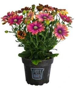 Kapkörbchen Im Pottburri®-Topf, Verschiedene Sorten