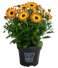 Kapkörbchen Im Pottburri®-Topf, Verschiedene Sorten 10 Kapkörbchen Im Pottburri®-Topf, Verschiedene Sorten -Garten Umfassend Geschäft 8820763 WE FS 003 KapkoerbchenMixT13