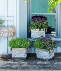 Mauer-Schleierkraut -Garten Umfassend Geschäft 8822231 WE MO 001 GypsophilaMuralisSchleierkrautGomphrenaKugelmaranth