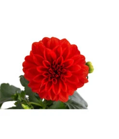 Zwergdahlie, Verschiedene Farben -Garten Umfassend Geschäft 8822397 WE DE 001 ZwergdahlienT13