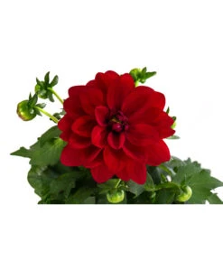 Zwergdahlie, Verschiedene Farben -Garten Umfassend Geschäft 8822397 WE DE 002 ZwergdahlienT13