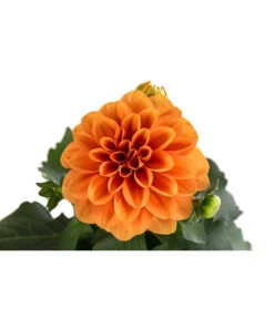 Zwergdahlie, Verschiedene Farben -Garten Umfassend Geschäft 8822397 WE DE 003 ZwergdahlienT13