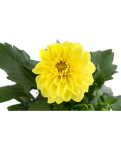 Zwergdahlie, Verschiedene Farben -Garten Umfassend Geschäft 8822397 WE DE 004 ZwergdahlienT13