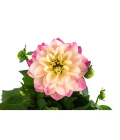 Zwergdahlie, Verschiedene Farben -Garten Umfassend Geschäft 8822397 WE DE 005 ZwergdahlienT13