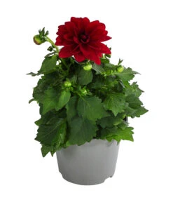 Zwergdahlie, Verschiedene Farben -Garten Umfassend Geschäft 8822397 WE FS 002 ZwergdahlienT13