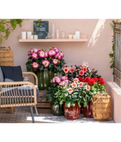 Zwergdahlie, Verschiedene Farben -Garten Umfassend Geschäft 8822397 WE MO 001 ZwergDahlie