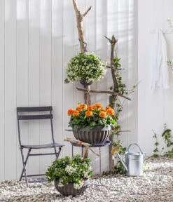 Zwergdahlie, Verschiedene Farben -Garten Umfassend Geschäft 8822397 WE MO 001 ZwergdahlieT13