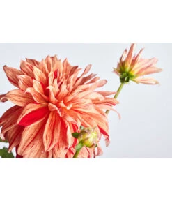 Dehner Premium Dahlie -Garten Umfassend Geschäft 8822462 PR DE 001 DahliaHybridePremiumT25DehnerExpressZS