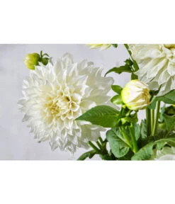 Dehner Premium Dahlie -Garten Umfassend Geschäft 8822462 PR DE 057 DahlienPremiumT26UveSauer