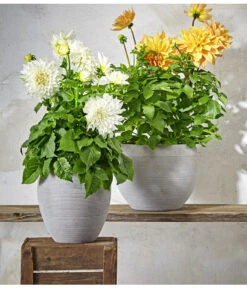 Dehner Premium Dahlie -Garten Umfassend Geschäft 8822462 PR MO 004 DahlienPremiumT26UveSauer