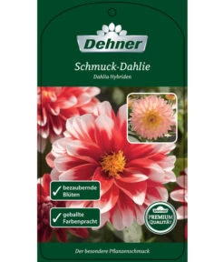 Dehner Premium Dahlie -Garten Umfassend Geschäft 8822462 Schmuck Dahlie Etikett 1