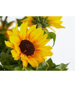 Sonnenblume 'SunBelievable®' -Garten Umfassend Geschäft 8823122 PR DE 001 HelianthusSunbelievableSonnenblumeT14NeuheutDehnerExpressZS