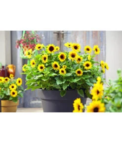 Sonnenblume 'SunBelievable®' -Garten Umfassend Geschäft 8823122 PR MO 001 SonnenblumeHelianthusSunbelievableT14