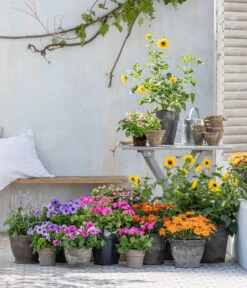 Sonnenblume 'SunBelievable®' -Garten Umfassend Geschäft 8823122 WE MO 001 HelianthusT14