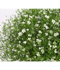 Mauer-Schleierkraut -Garten Umfassend Geschäft 8824047 WE DE 001 GypsophyllaSchleierkrautT13 DehnerExpressHerzig