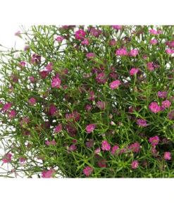 Mauer-Schleierkraut -Garten Umfassend Geschäft 8824047 WE DE 002 GypsophyllaSchleierkrautT13 DehnerExpressHerzig