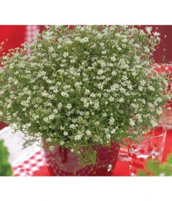 Mauer-Schleierkraut -Garten Umfassend Geschäft 8824047 WE MO 001 GypsophilaMuralisFleurWhiteFlorensis