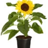 Sonnenblume -Garten Umfassend Geschäft 8824096 PR FS 001 HelianthusAnnusSonnenblumeT13DehnerExpressZS