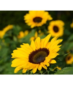 Sonnenblume 7 Sonnenblume -Garten Umfassend Geschäft 8824096 PR FS 001 HelianthusSonnenblumePixabay