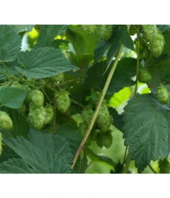 Echter Hopfen -Garten Umfassend Geschäft 8824245 WE DE 001 HumulusLupulusHopfenPixabay