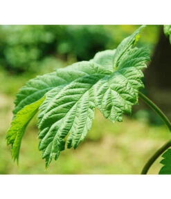 Echter Hopfen -Garten Umfassend Geschäft 8824245 WE DE 003 HumulusLupulusHopfenPixabay