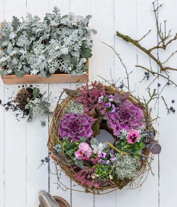 Midi Alpenveilchen, Verschiedene Sorten 17 Midi Alpenveilchen, Verschiedene Sorten – Bild 15