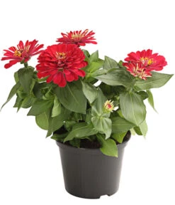 Zwergzinnie, Verschiedene Sorten -Garten Umfassend Geschäft 8826778 WE FS 001 ZwergzinnieZinniaElegansT13RotDehnerExpressHerzig