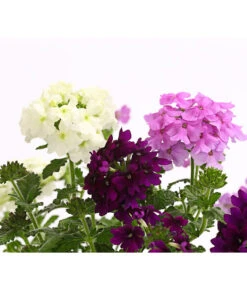 Eisenkraut-Trio -Garten Umfassend Geschäft 8827388 WE DE 001 EisenkrautVerbenaHybrideTrioT13OWDehnerExpressHerzig