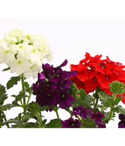 Eisenkraut-Trio -Garten Umfassend Geschäft 8827388 WE DE 002 EisenkrautVerbenaHybrideTrioT13OWDehnerExpressHerzig