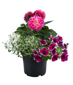 Pflanzen-Trio Sommerlaune